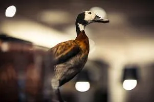 F6, An Ascend Collection 호텔 3*